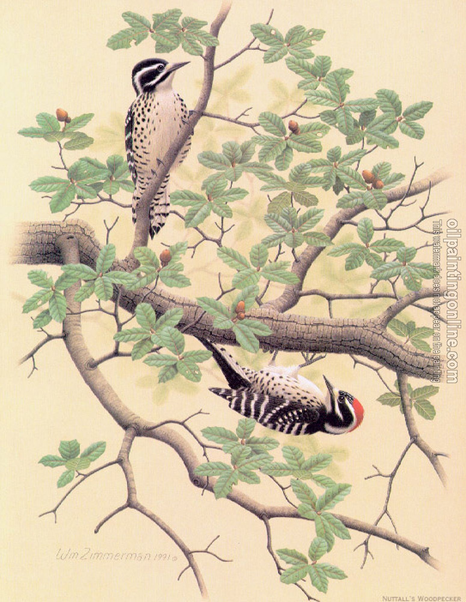 William Zimmerman - Nuttall Woodpecker